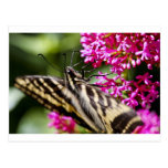 Natures Beauty Post Cards