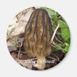 Nature's Finest Black Morel Mushroom Magnet