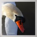 Nature's Finest posters
