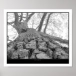 Nature's highway print