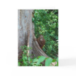 Nature's Original Tree Hugger in Rain Forest cards