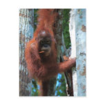 Nature's Redhead: the red ape postcards