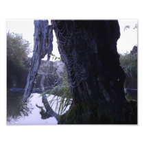 Nature's Web Photo Print