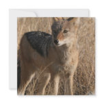 Navajo Coyote Invitation