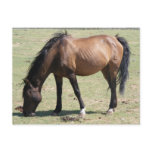 Navajo Mustang postcards