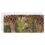 necking giraffes rack cards