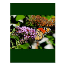 Nectar of the Butterfly Postcards