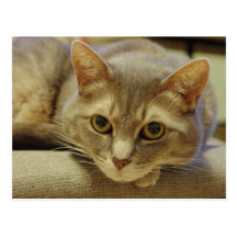 Nedda Post Cards