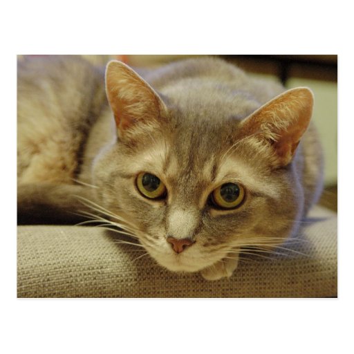 Nedda Post Cards
