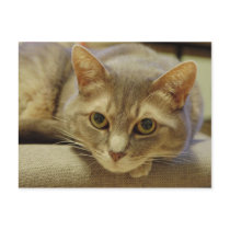 Nedda Post Cards