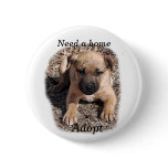 Need a home-Bogie Puppy buttons