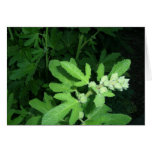Neighborhood Plant Cards
