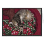nemo sleeps cards