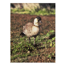 Nene Goose (Hawaiian goose) Post Cards