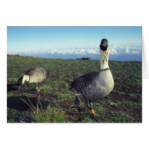Nene Hawaiian Goose Greeting Card