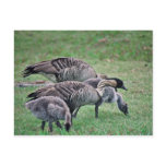 Nene postcards