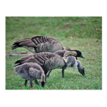 Nene Postcard