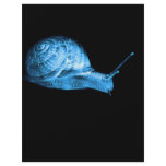 Neon snail flyers