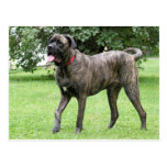 Neopolitan Mastiff Cyclone 01 Post Card