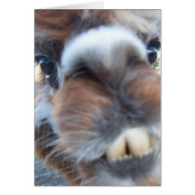 Nerdy Llama Greeting Card