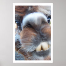 Nerdy Llama Posters