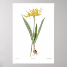 Nerine aurea poster
