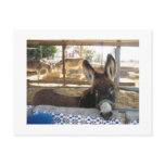 Nerja Donkey Sanctuary postcards