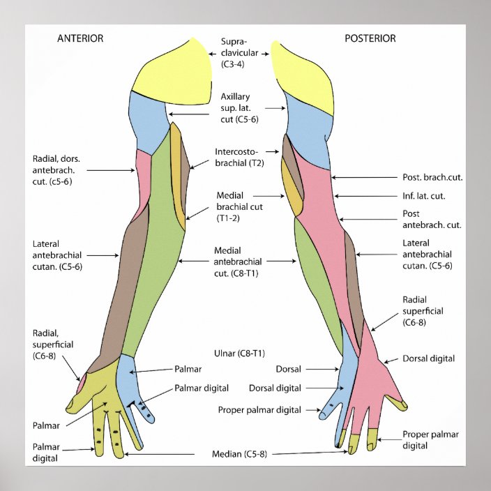 Nervous System Cutaneous Innervation Right Limb Poster Zazzle Co Uk