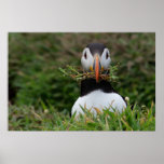 Nest Builder Puffin Poster