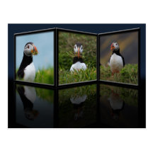 Nest Building Puffin Postcard