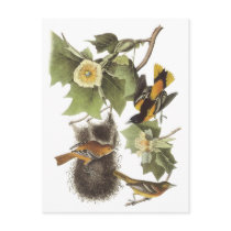 Nesting Birds Post Card