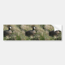 Nesting cackling Canada goose Bumper Sticker