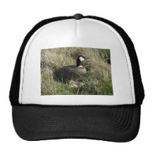 Nesting cackling Canada goose Mesh Hat