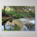 "Nesting Ducks" posters