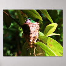 "Nesting Green Hummingbird" Print
