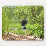Nesting Loon mouse pad