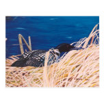 Nesting Loon Postcard