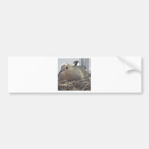 Nesting Mourning Dove Bumper Stickers