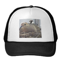 Nesting Mourning Dove Mesh Hat