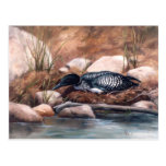 Nesting Time Loon Postcard