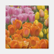 Netherlands aka Holland), Lisse. Keukenhof 4 Refrigerator Magnets