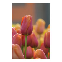 Netherlands aka Holland), Lisse. Keukenhof 6