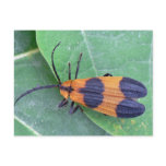Netwing Beetle Postcard.