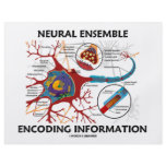 Neural Ensemble Encoding Information (Neuron) flyers