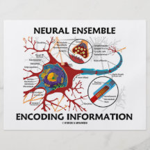 Neural Ensemble Encoding Information (Neuron) Custom Flyer