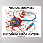 Neural Ensemble Encoding Information Posters