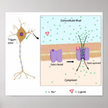 Neuron and local potential Poster