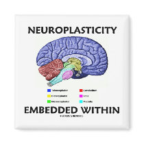 Neuroplasticity Embedded Within (Brain Anatomy)