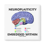 Neuroplasticity Embedded Within (Brain Anatomy) magnets