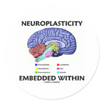 Neuroplasticity Embedded Within (Brain Anatomy)